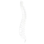 Image Chiropraxie Colonne Vertébrale
